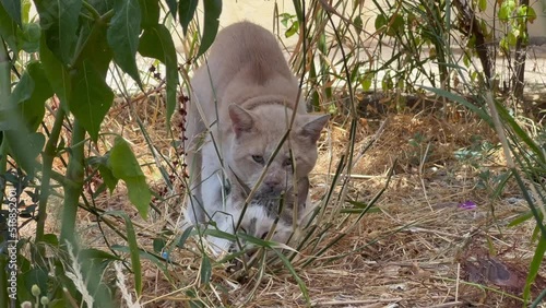 Homeless cats making love outdoors