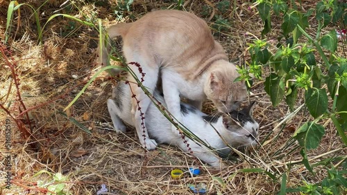 Homeless cats making love outdoors photo