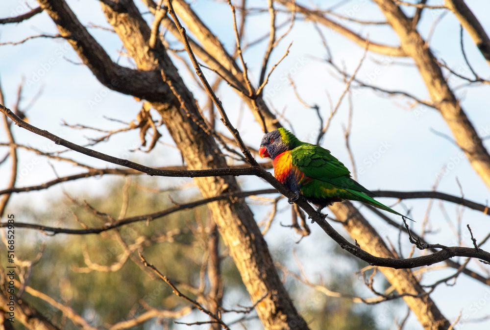 Rainbow Lorikeet (Trichoglossus moluccanus) Rainbow Lorikeet (Trichoglossus moluccanus)