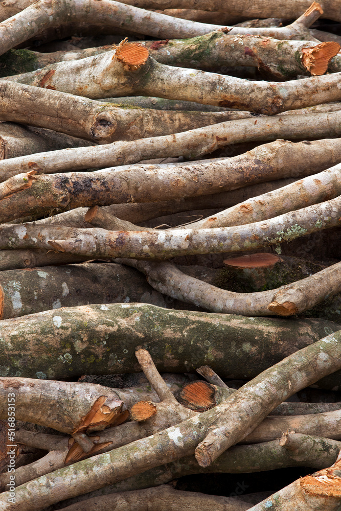 Stack of sawn timber logs to serve as firewood Stack of sawn timber logs to serve as firewood