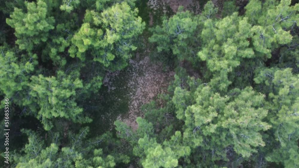 Drone filming over a park with pine trees Drone filming over a park with pine trees