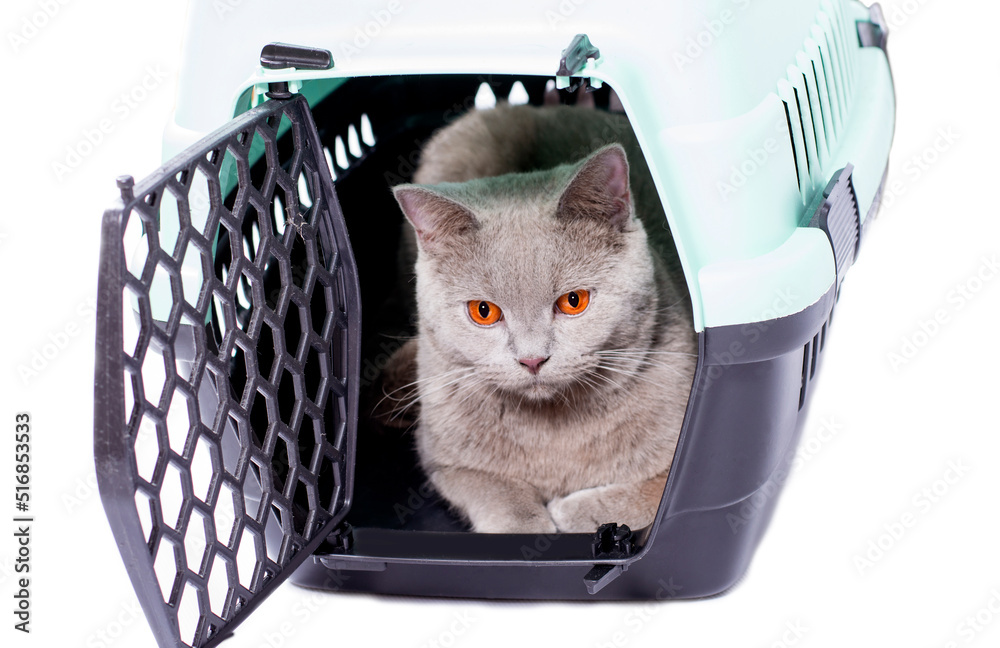 ready for transportation british cat looks out of an open door lying in a cat carrier