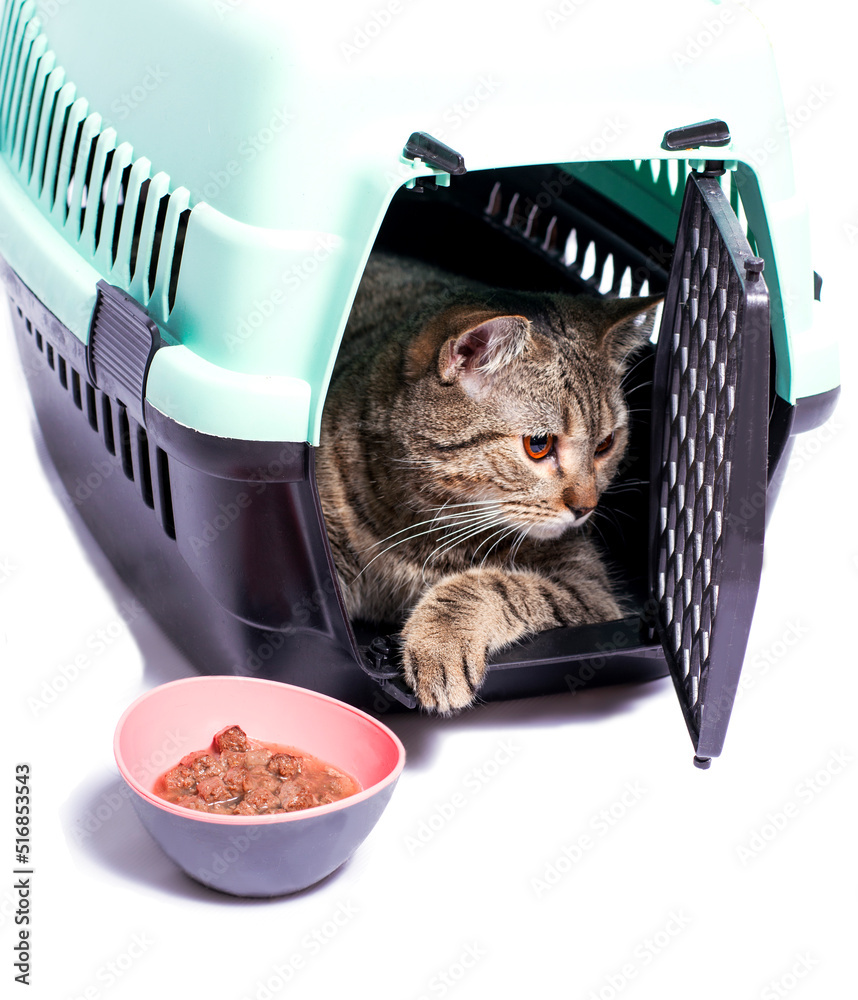 isolated image, a scottish cat inside a cat carrier, a bowl of food