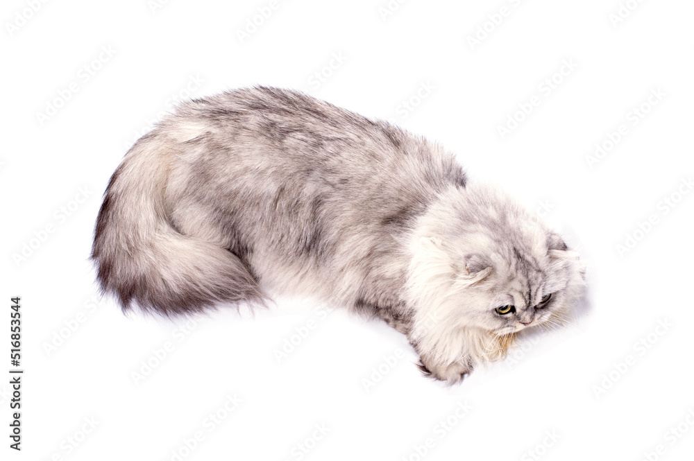 beautiful fluffy scottish fold longhair cat light silver chinchilla sitting, isolated image