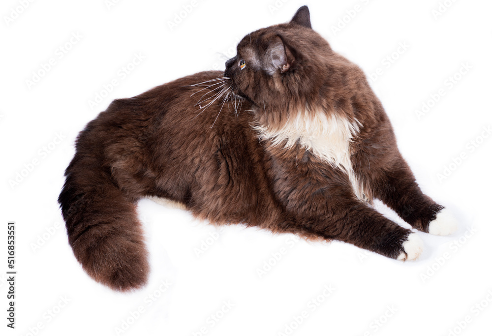 Highland long-haired brown Scottish straight cat lying on a white background