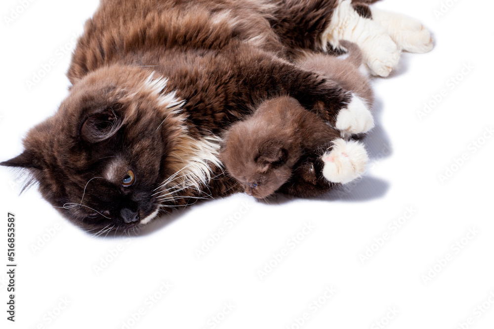 long-haired Scottish cat lying playing gently hugs her kitten both colors of cinnamon