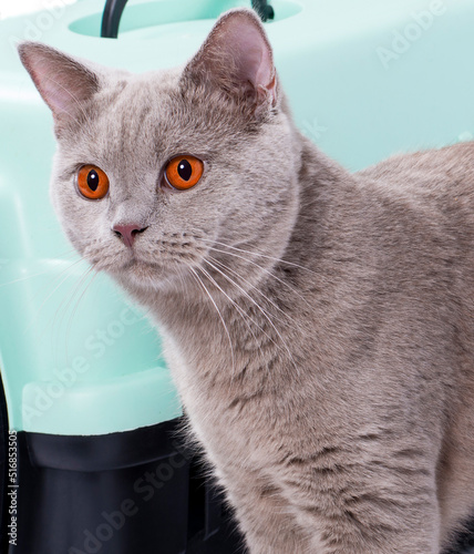 isolated image, a beautiful Scottish lilac cat sitting near a cat carrier for carrying animals,