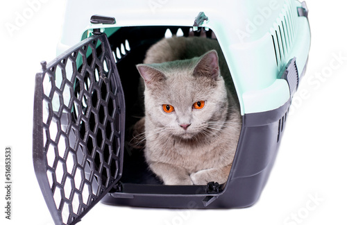 ready for transportation british cat looks out of an open door lying in a cat carrier