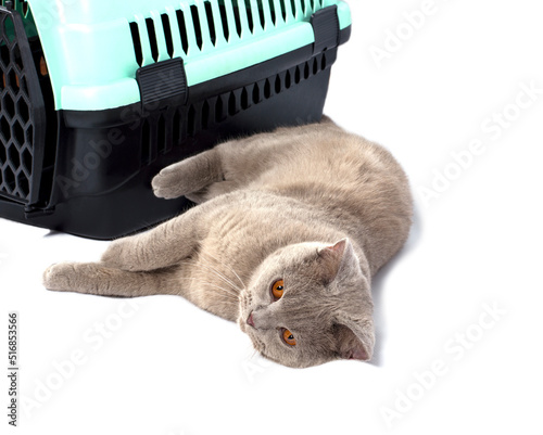 beautiful Scottish cat was lying near a cat carrier for carrying animals
