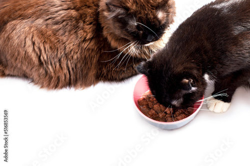  fluffy chocolate-colored long-haired Scottish cat lying and another cat eating next to it