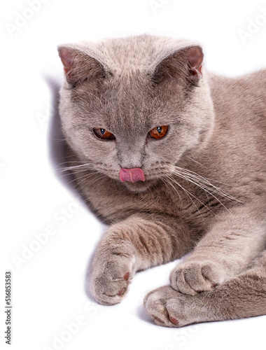 beautiful Scottish cat shows tongue lying on a white background