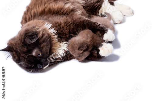 Obraz na płótnie long-haired Scottish cat lying playing gently hugs her kitten both colors of cinnamon w salonie