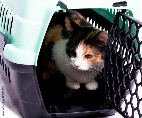 isolated image, beautiful tricolor cat sitting in a cat carrier