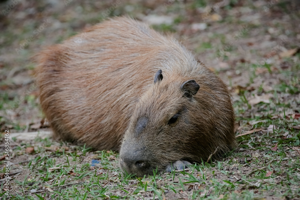 Capybara at the edge of the pond with nature background.
Capybara at the edge of the pond with nature background.