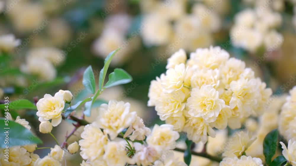美しいモッコウバラの花束 美しいモッコウバラの花束