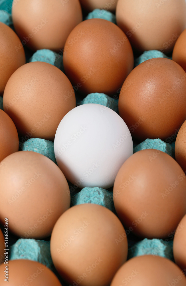 Single white egg among brown eggs Single white egg among brown eggs