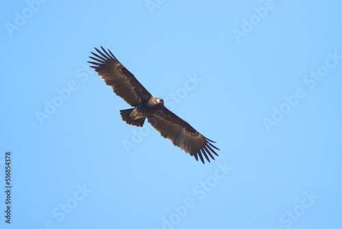 eagle in flight © naori