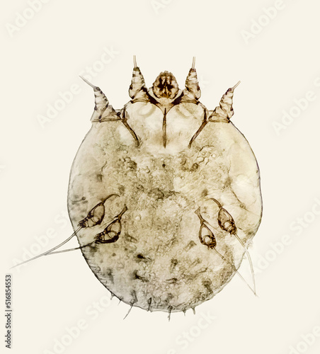 Sarcoptes scabiei or the itch mite, parasitic microorganism of human skin