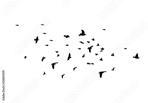 Tableau sur toile A flock of flying birds. Free birds. Vector illustration