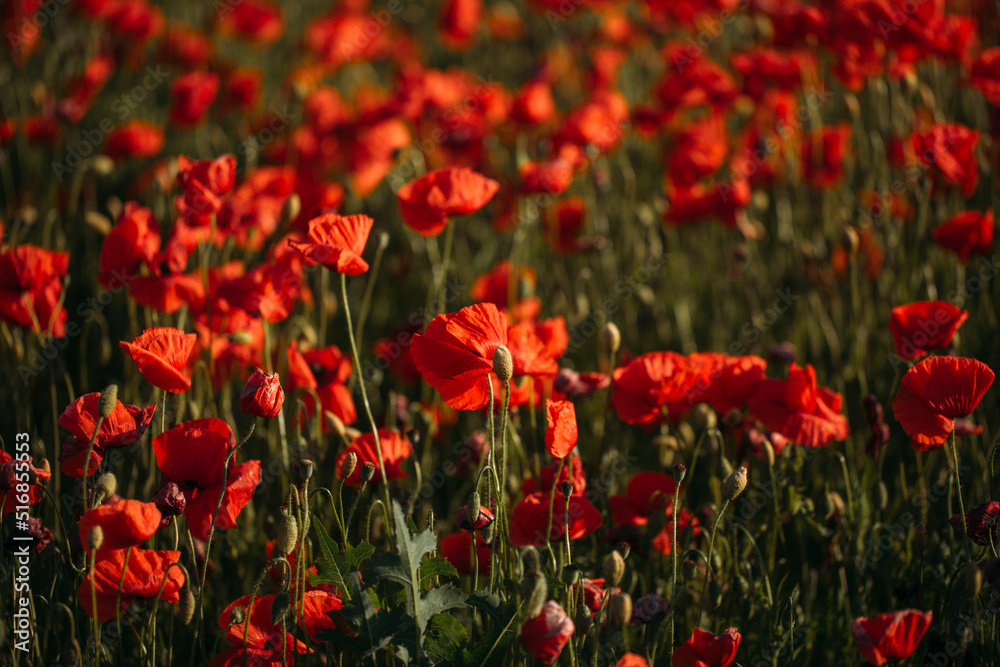 field of red flowers. Sunset. Flowers. 