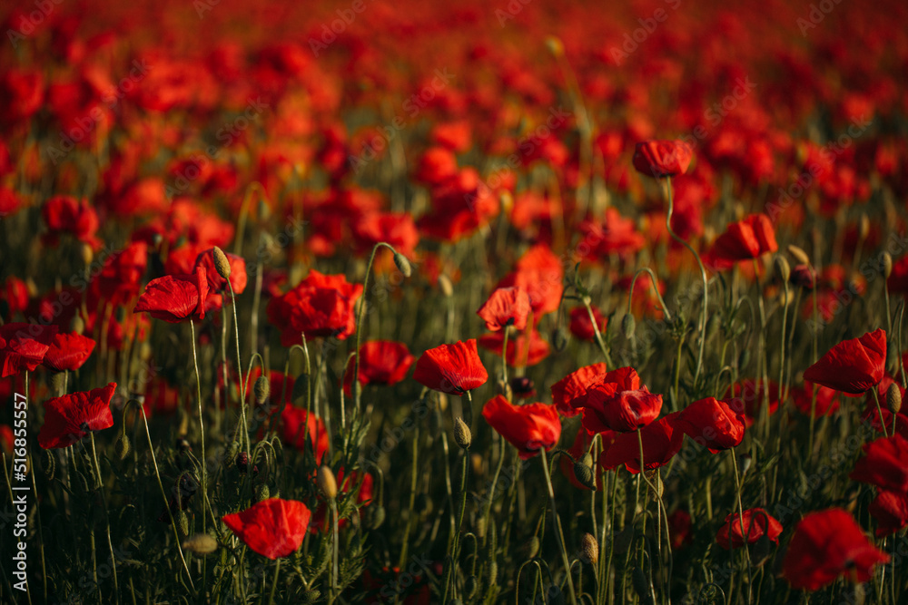 Fototapeta premium field of poppies
