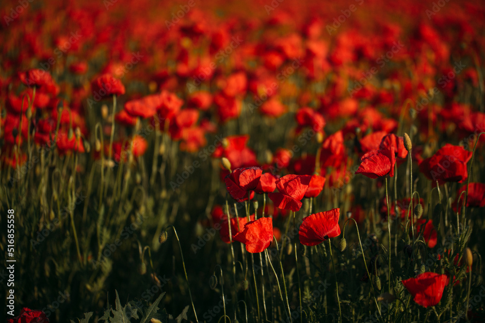 red poppy field red poppy field