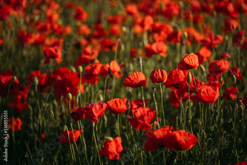 red tulips in the garden