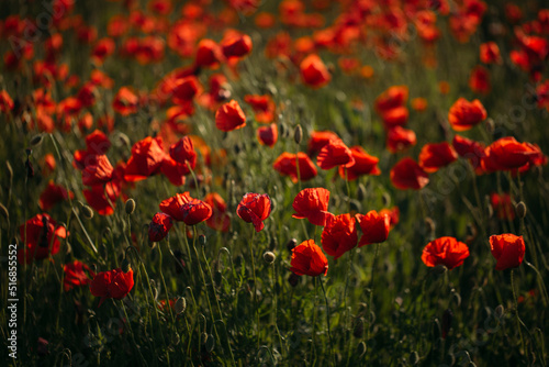 field of red poppies