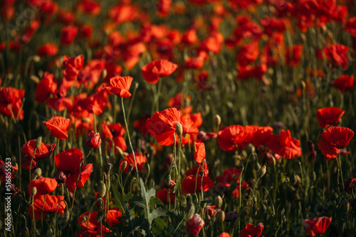 field of red flowers. Sunset. Flowers. 