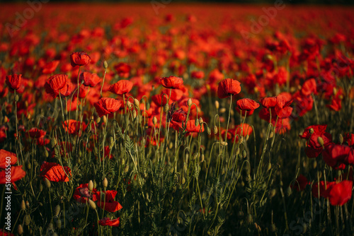field of red poppies © Erika