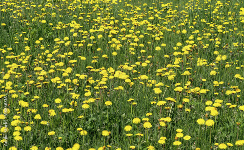 A field where many dandelion flowers bloom. Summer