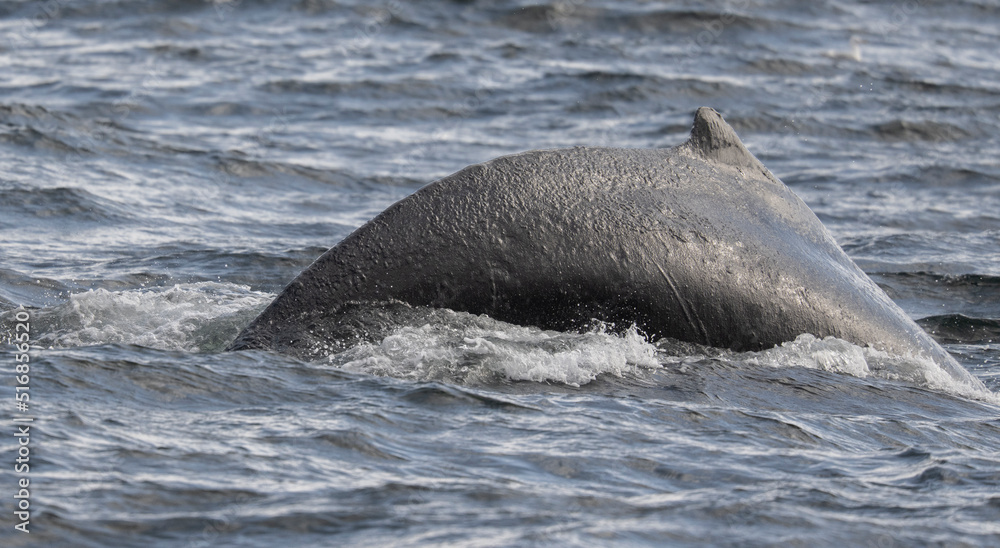 Fototapeta premium Humpback Whale Beginning Dive, SItka, Alaska