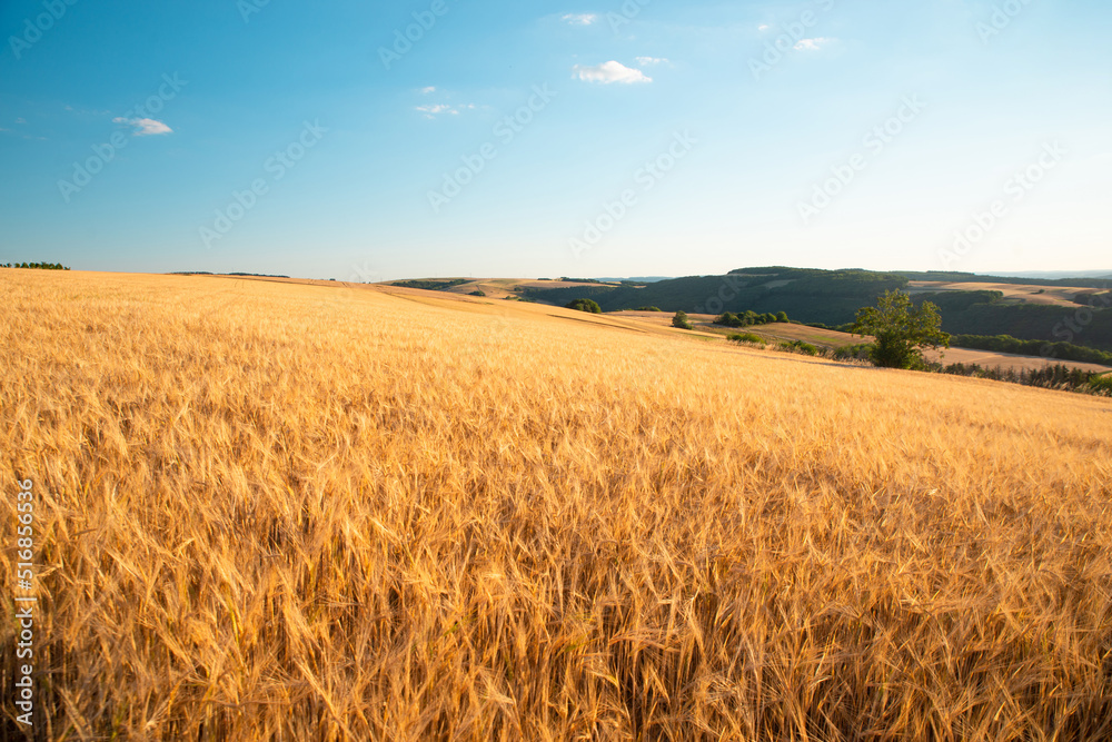 Field with cultivated barley Germany, harvest in the summer, agriculture for food, farmland on the countryside
