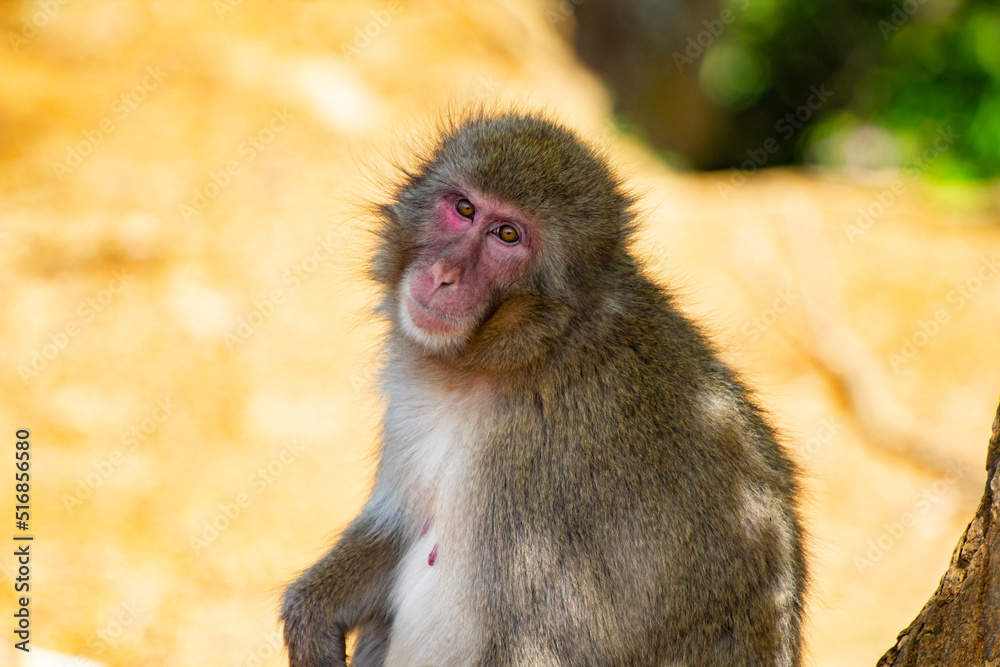 Fototapeta premium portrait of a monkey looking into the camera