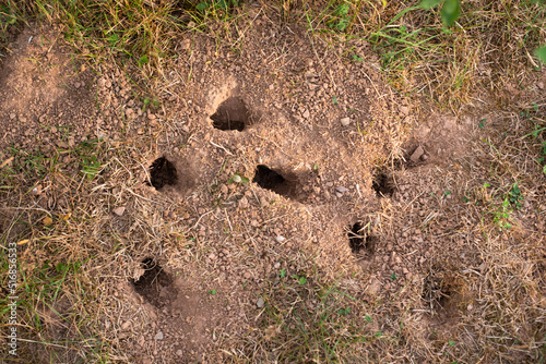 Fototapeta Naklejka Na Ścianę i Meble -  Many small mice holes in the ground, animal habitat in the grassland, rodent den