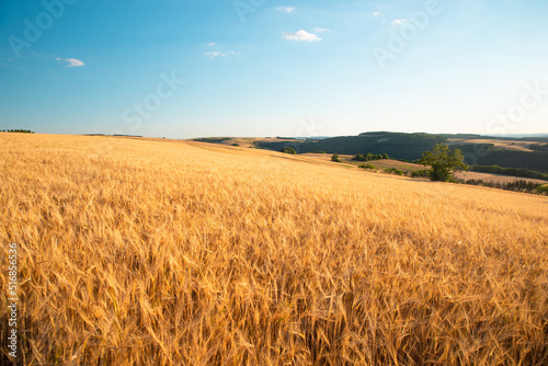 Field with cultivated barley Germany, harvest in the summer, agriculture for food, farmland on the countryside © Berit Kessler