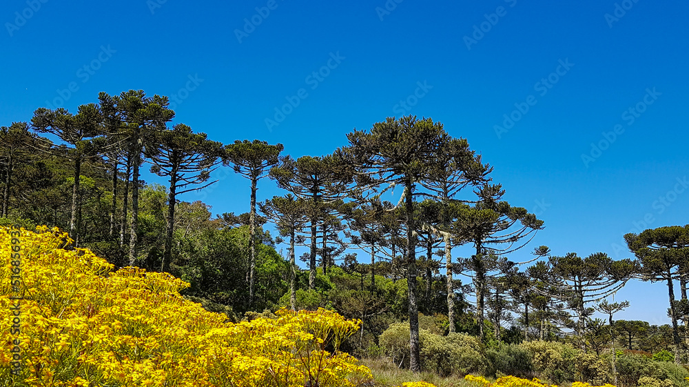 Yellow wildflowers and an araucaria forest in southern Brazil Yellow wildflowers and an araucaria forest in southern Brazil