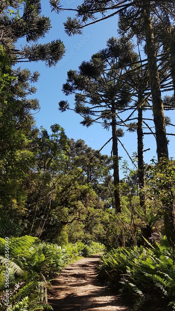 Path through an araucaria forest in southern Brazil