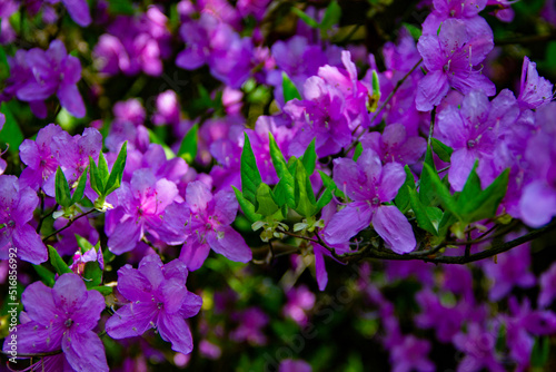 purple flowers in the garden