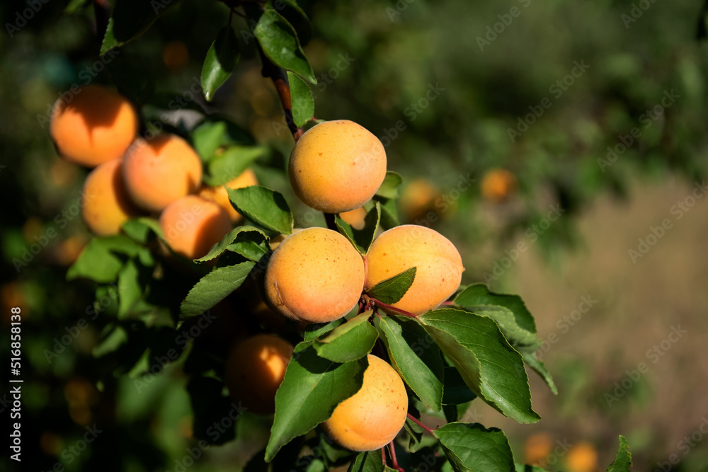 Ripe fruits of an apricot tree on the branches in an orchard on a sunny day. Fruit harvest. Apricots with leaves. Selective focus.