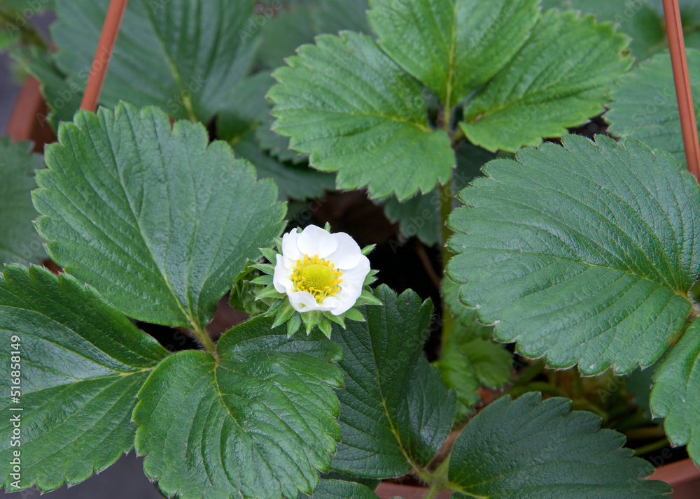 Close up of one blooming white strawberry blossom in hanging basket. Close up of one blooming white strawberry blossom in hanging basket.