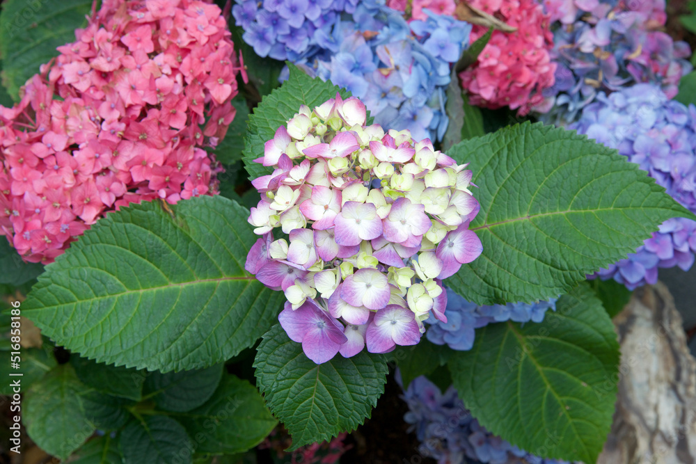 Top view of hydrangea flowers blooming, purple, blue and pink varieties. Top view of hydrangea flowers blooming, purple, blue and pink varieties.