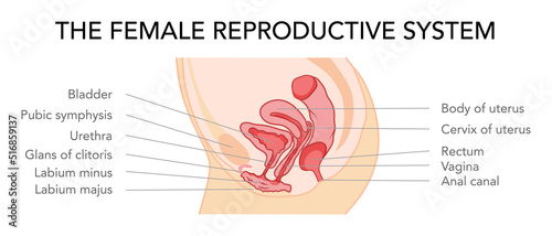 Female reproductive system uterus in different styles and cross sections. Side view in a cut. Human anatomy internal organs location scheme, cervix flat style icon. Vector medical illustration