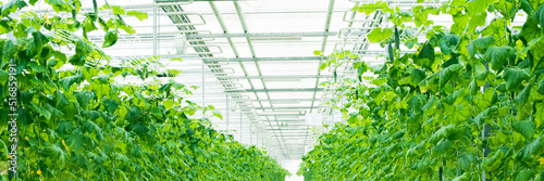 Valokuvatapetti Growing green cucumbers in a large and bright greenhouse