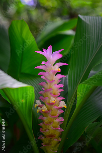 Purple blooming Curcuma parviflora flower