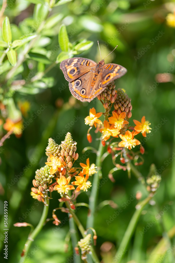 Fototapeta premium The delicate junonia coenia common buckeye butterfly opens its speckled wings flaunting natural camouflage among tiny clusters of orange flowers blooming