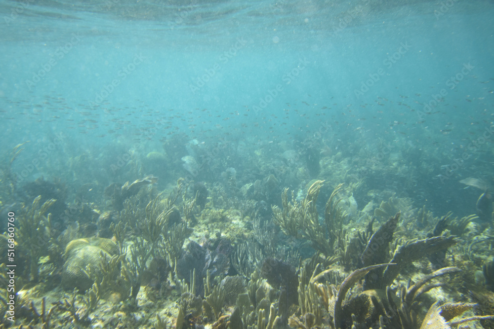 Obraz premium coral reef and fishes