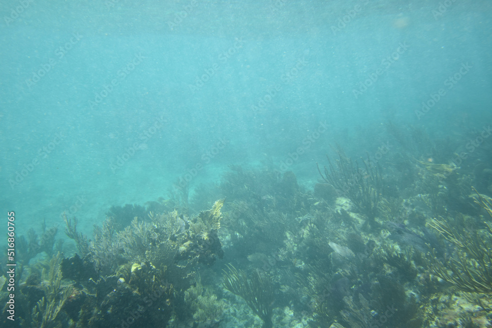 Fototapeta premium underwater scene with reef