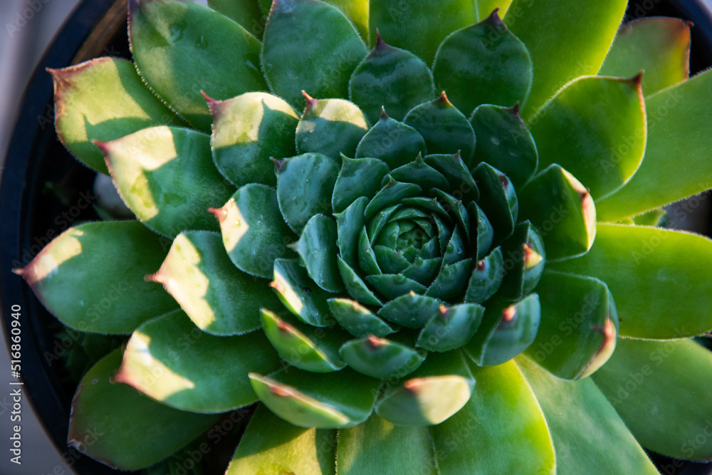 sempervivum tectorum, commonly known as Common Houseleek in a flower pot sempervivum tectorum, commonly known as Common Houseleek in a flower pot