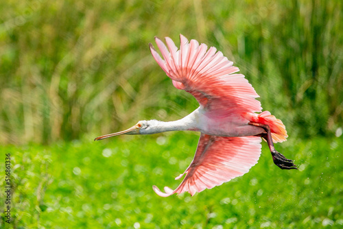 Roseate Spoonbill